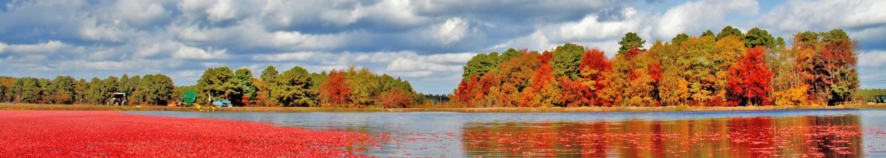 Дерево штата Нью-Джерси: Величественный Красный Дуб